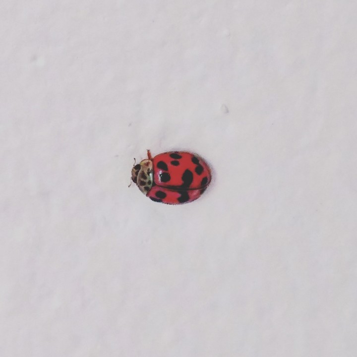 little lady bug 