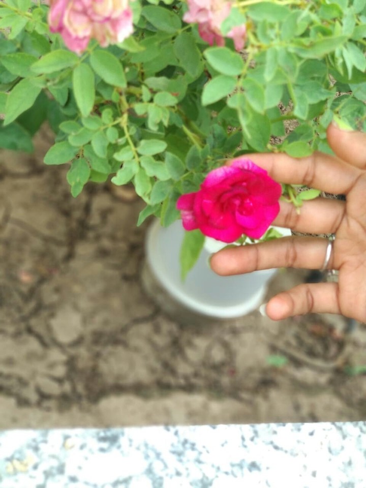 flower