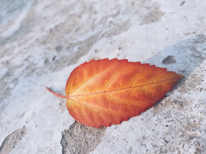 Leaf