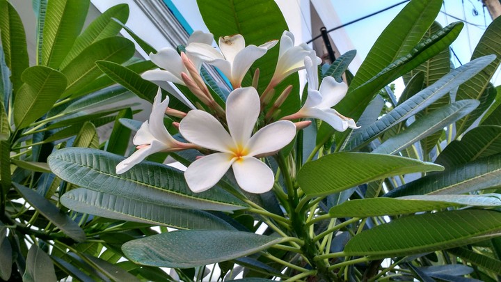 Frangipani flowers