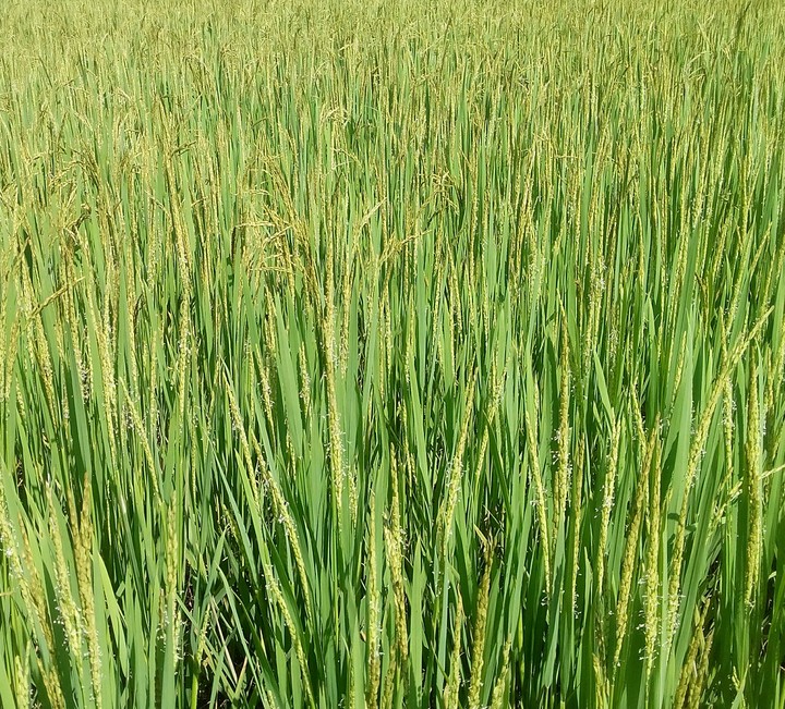 paddy field