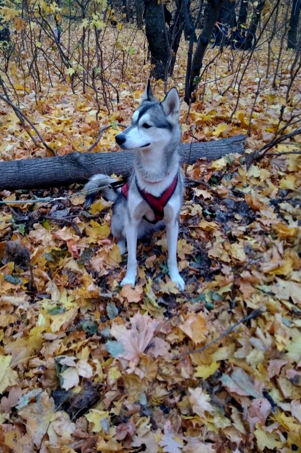 Autumn. Dog Husky