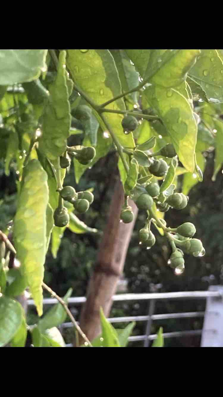 small fruit on the tree is no less than a blissed nature