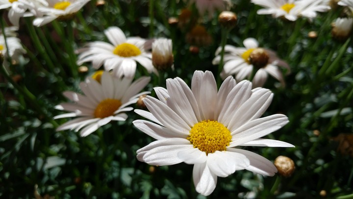 Beautiful flowers