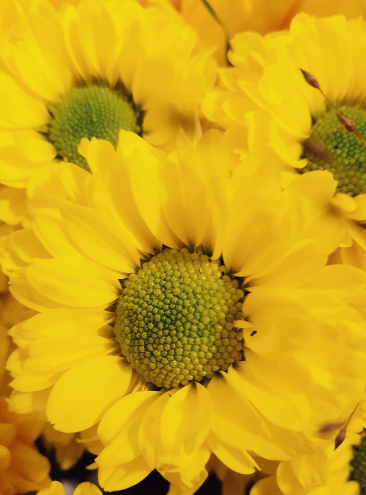 Blumen