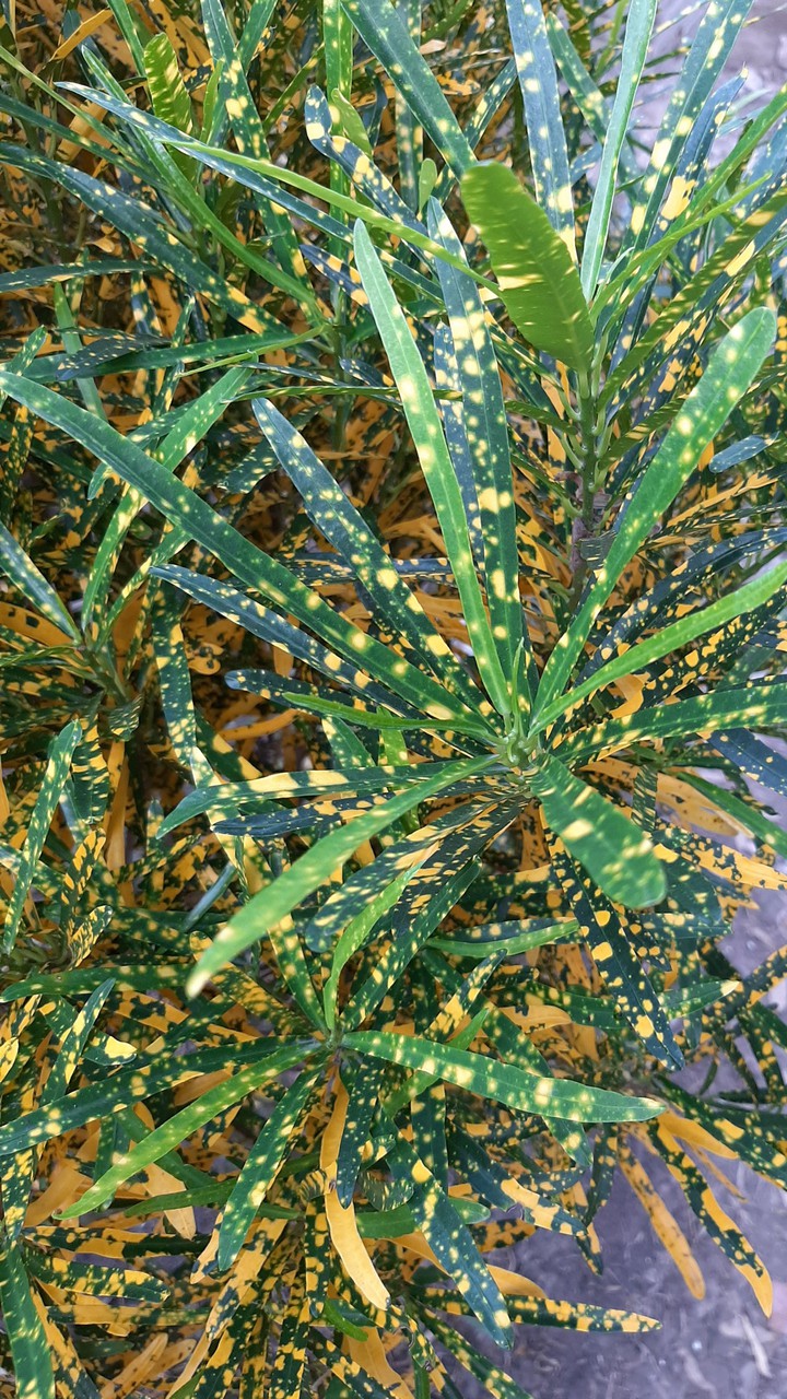 ??