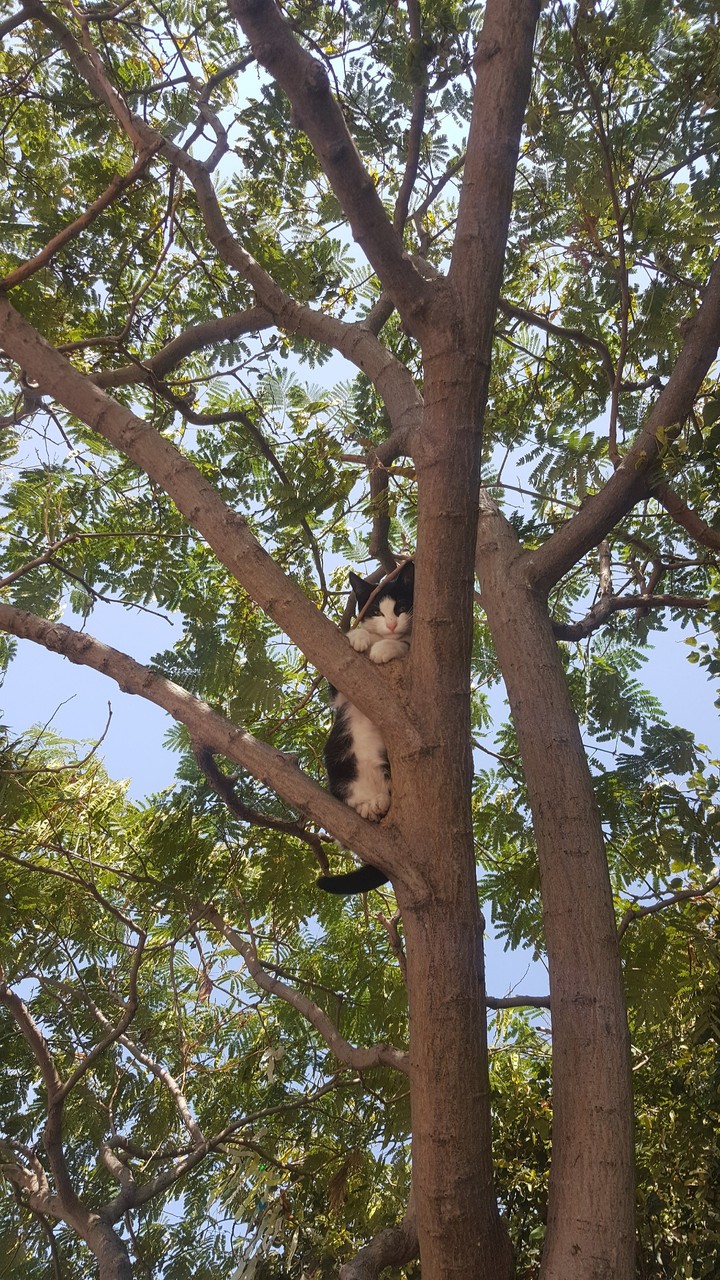 cat :)