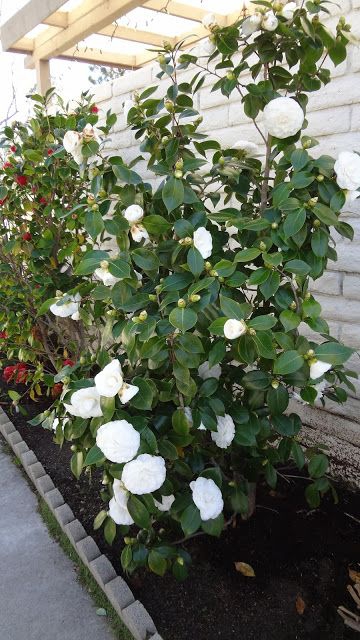 Camelia