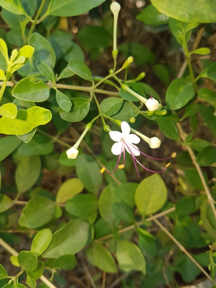 White Little Flower