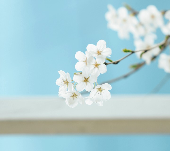 White flowers
