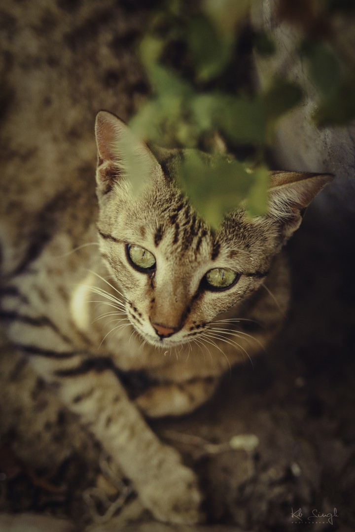 cat