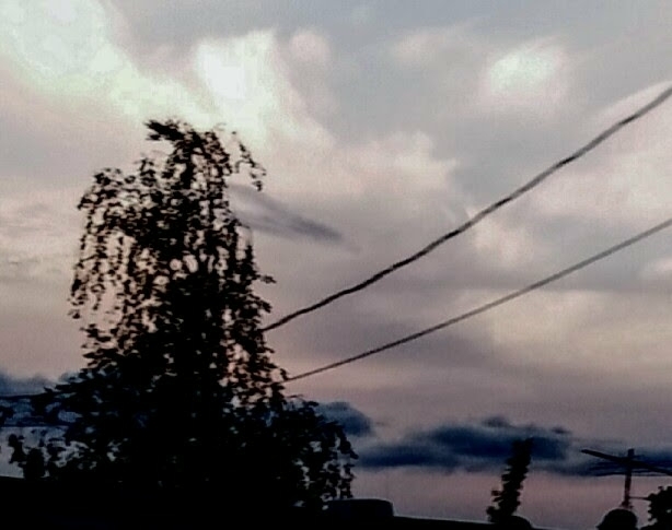 I took these pics.  what do u think it is