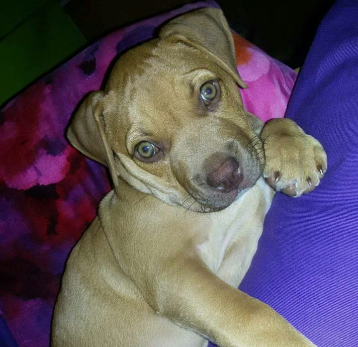 cane pitbull