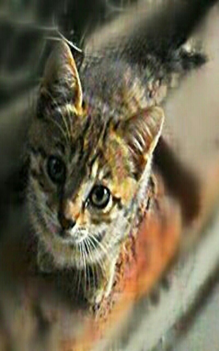 cat