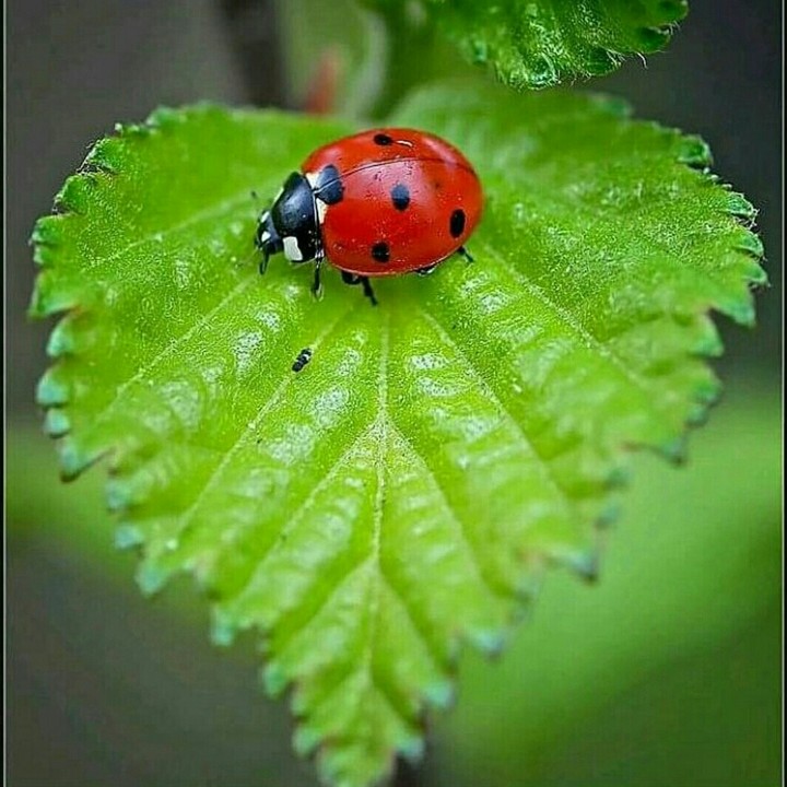 Aşk yaprağı ve uğur böceği..