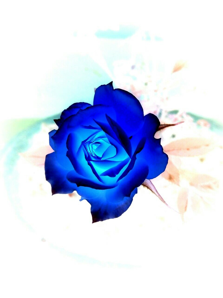 Blue Rose