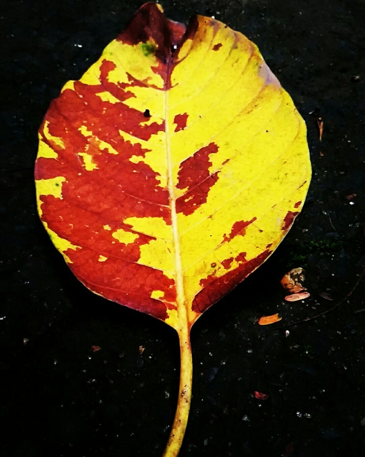 just a leafe