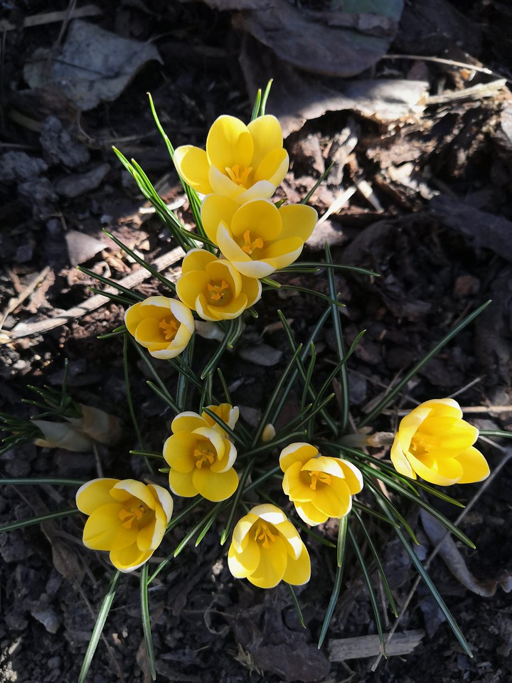 crocus