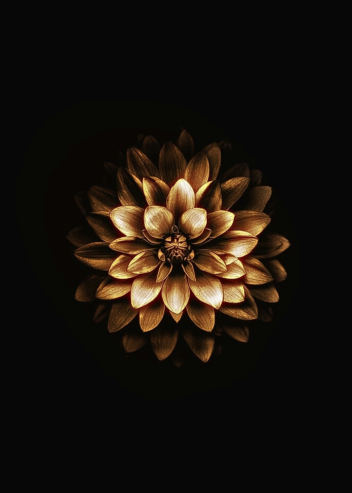 gloden flower