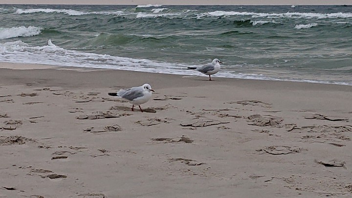 seaguls at the sea