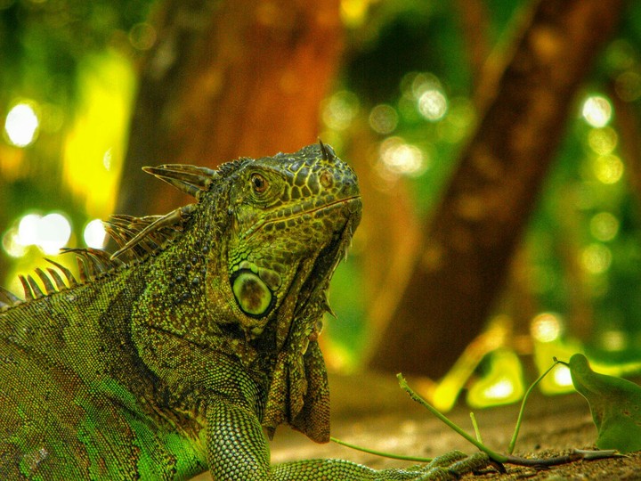 Lézard