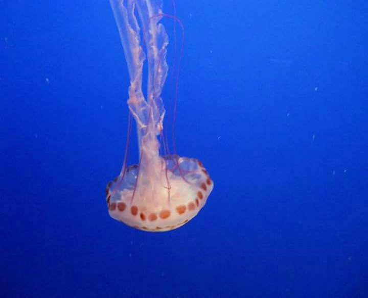 jellyfish