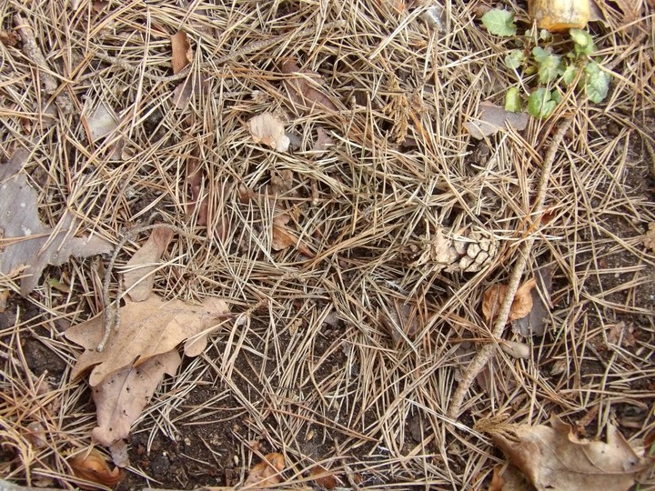 nture ground photo