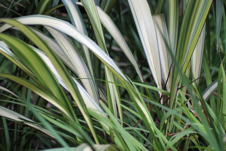 grass views