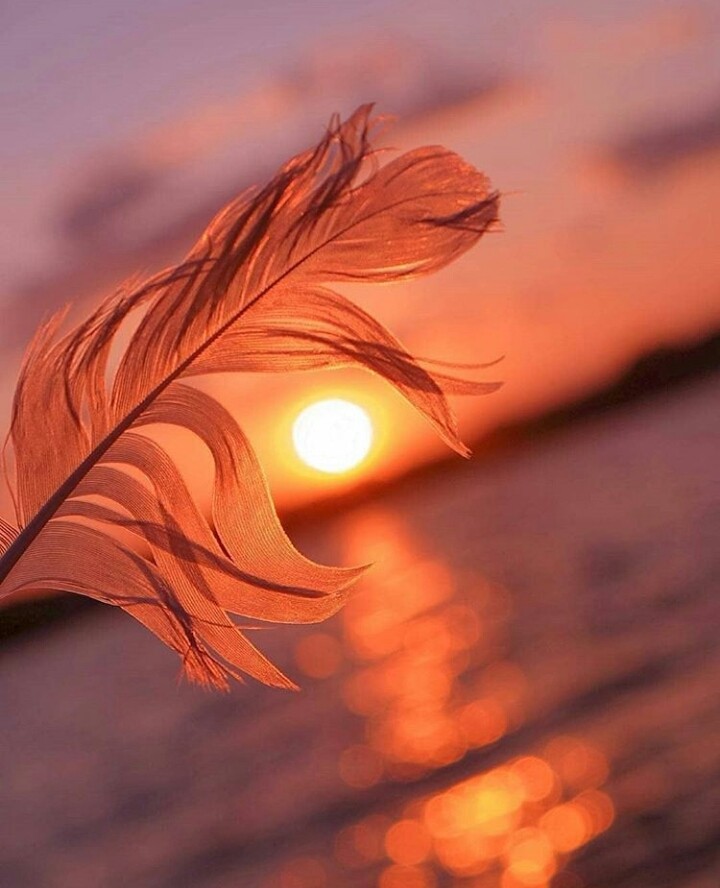 wonderful sunset and the leaf