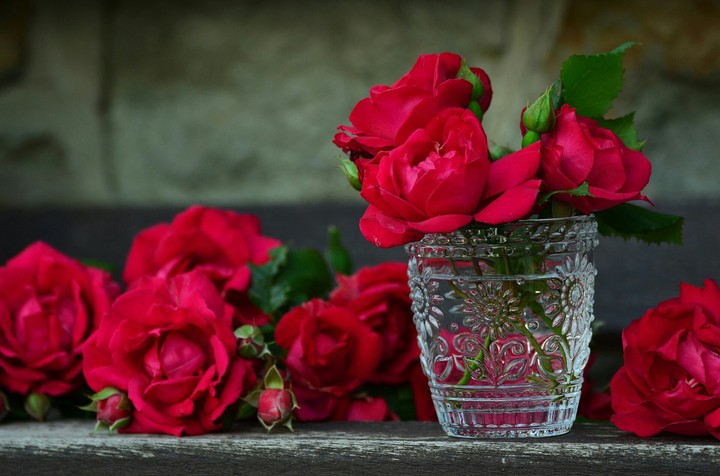Beautiful red rose