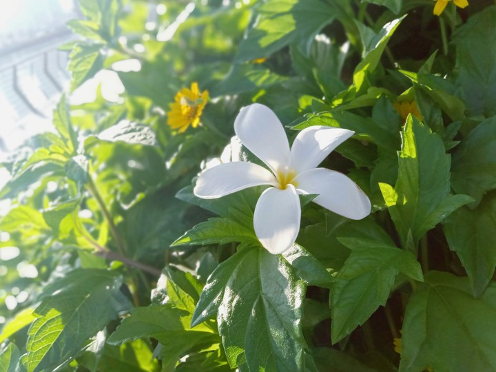 flowers