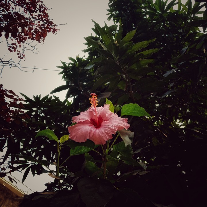 hibiscus flower