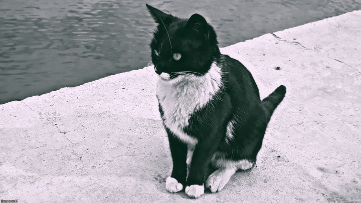 cute cat