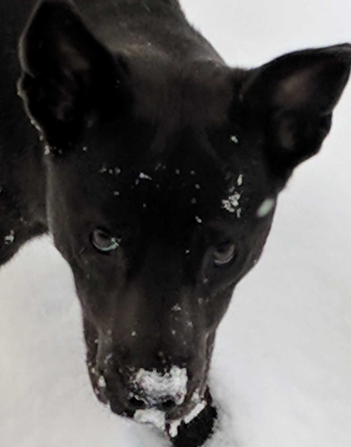 My puppy Topaz. Her first and only winter. RIP.