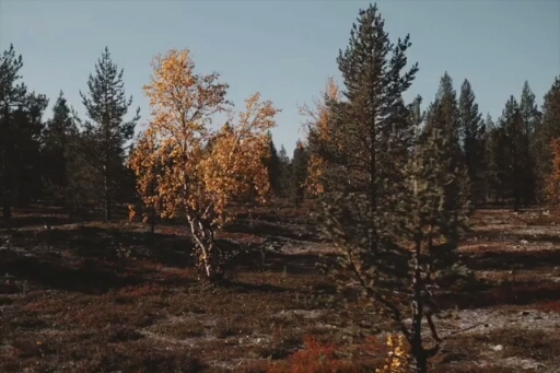 nature