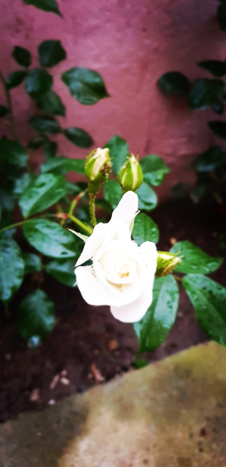 White rose