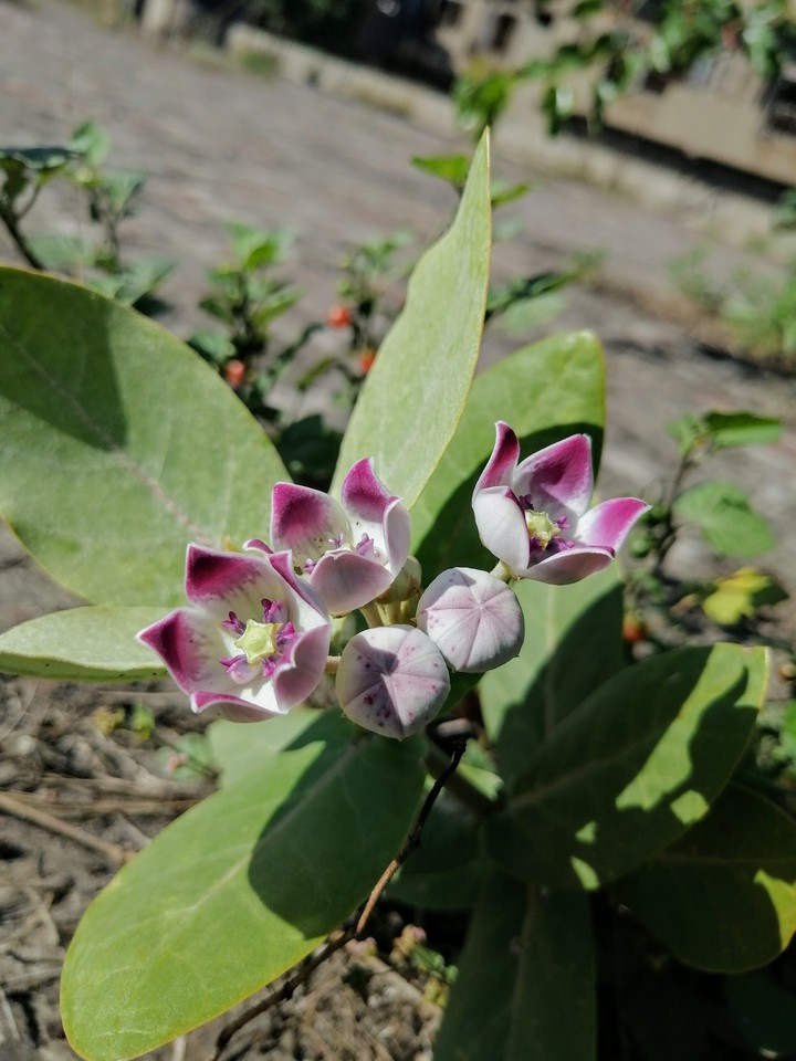 flowers