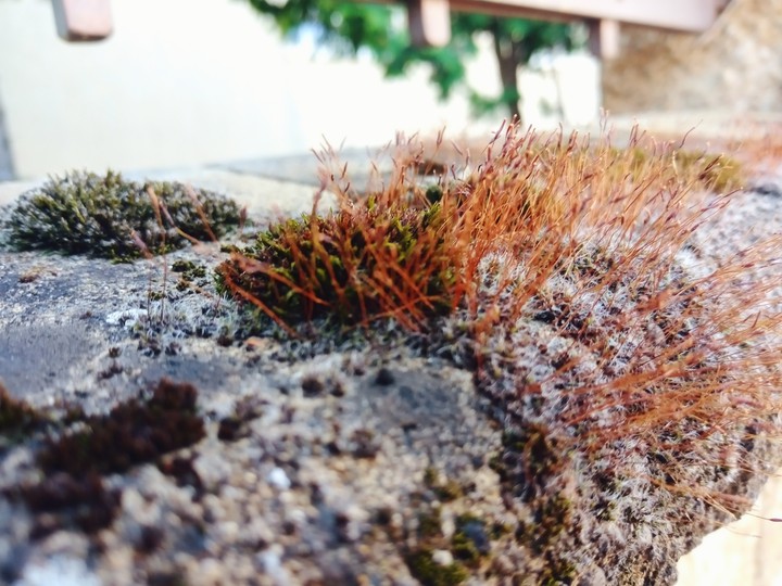 Small life