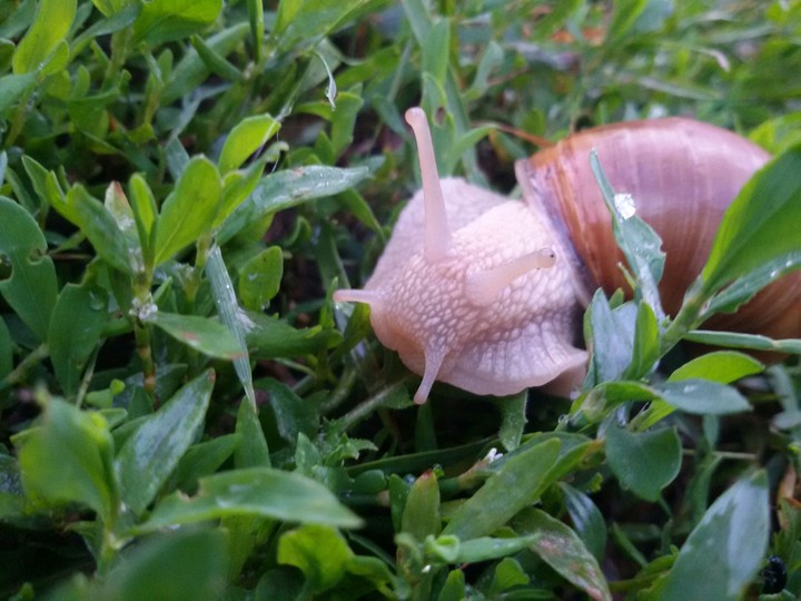 snail