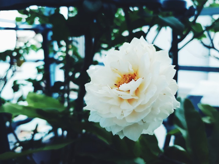 A rose