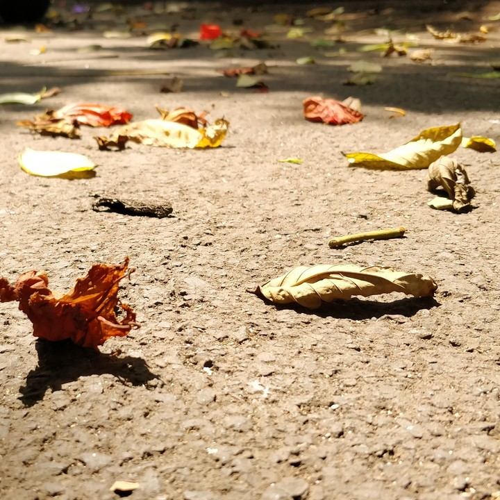falling leaf