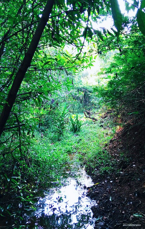 karnataka Forest