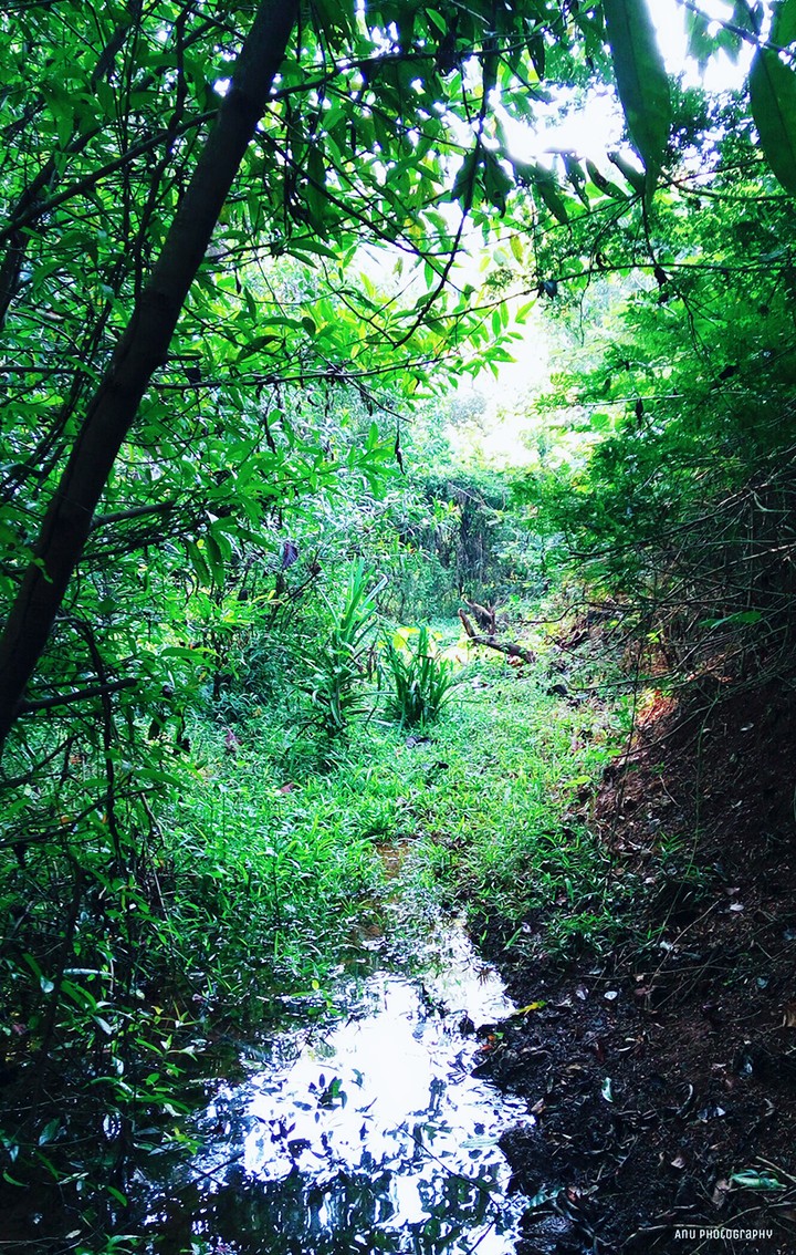 karnataka Forest