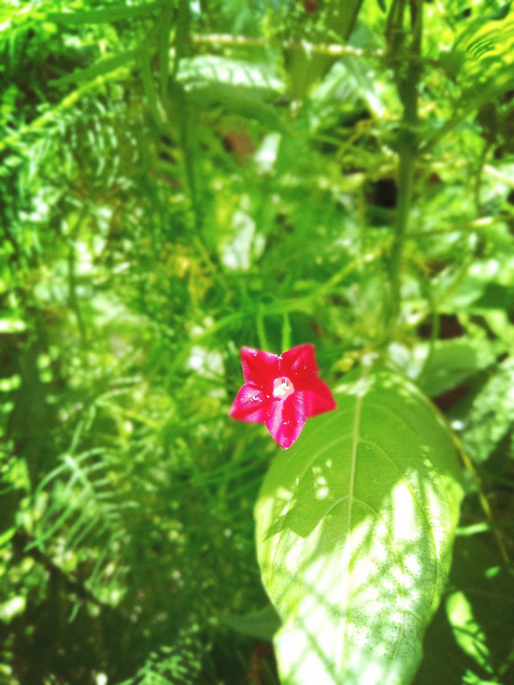flower