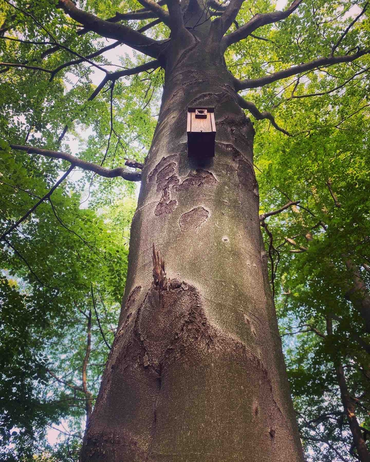 tree