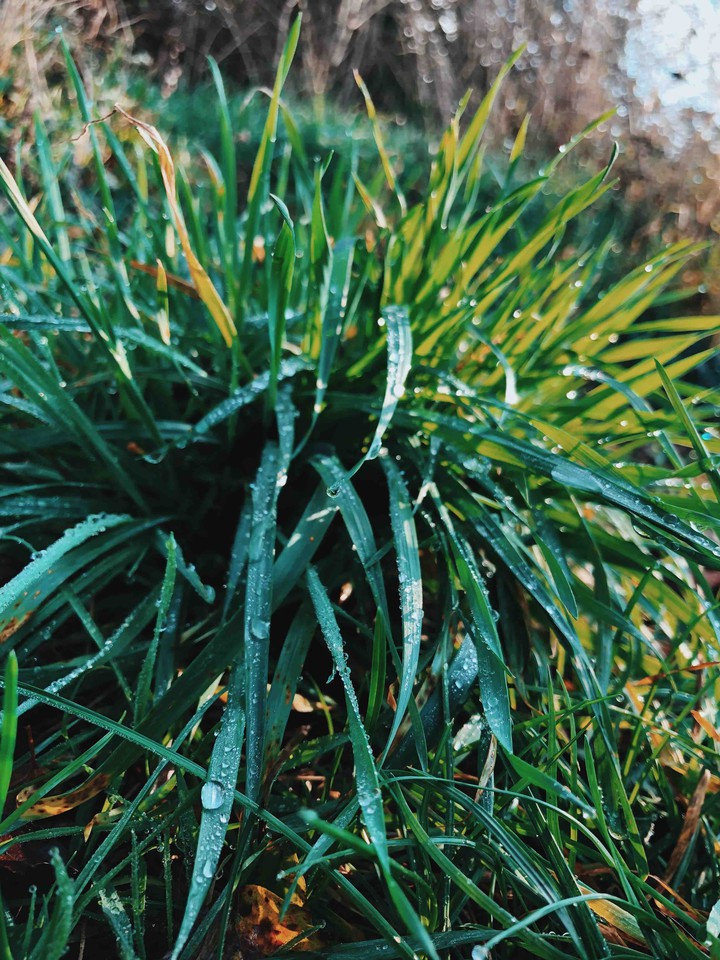 Grass