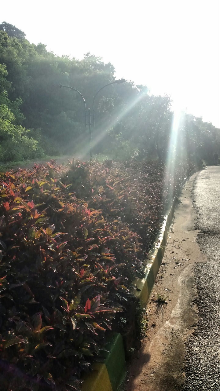 morning sun