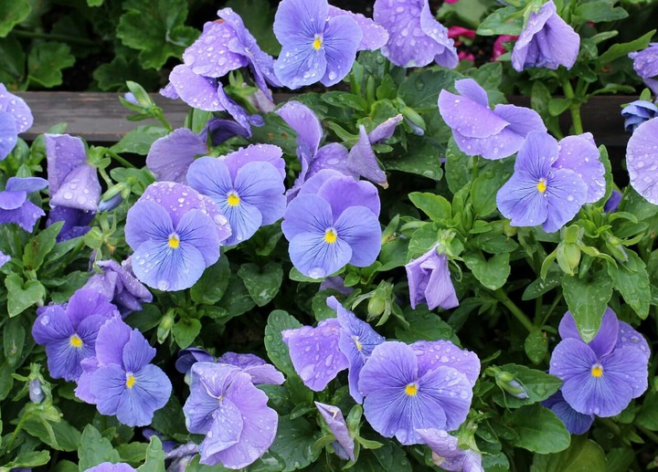 Flowers