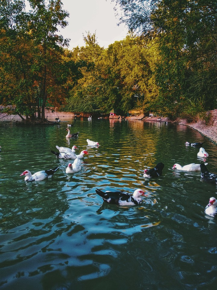 Ducks