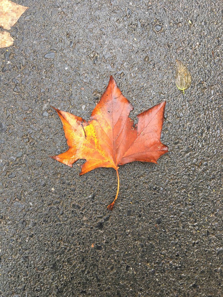 otoño